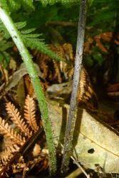 Deparia petersenii subsp. congrua. Base of stipe showing narrowly ovate brown scales and multicellular colourless hairs. 
 Image: L.R. Perrie © Te Papa CC BY-NC 3.0 NZ